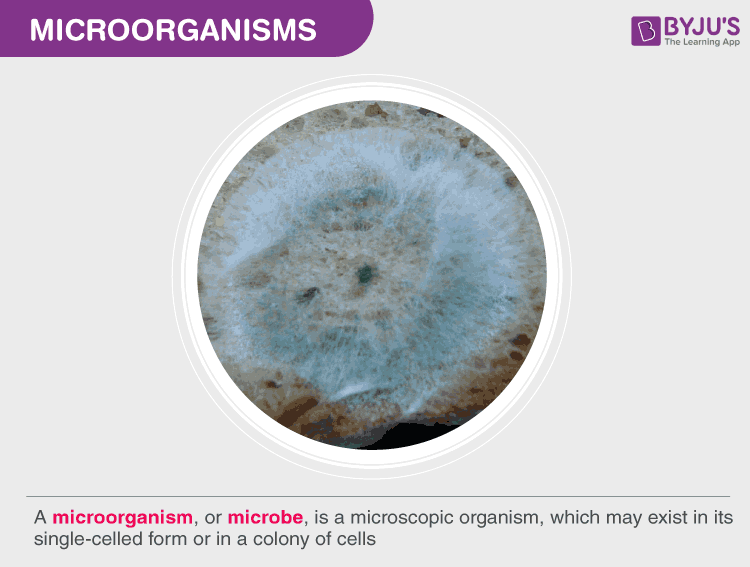 types of microorganisms with names