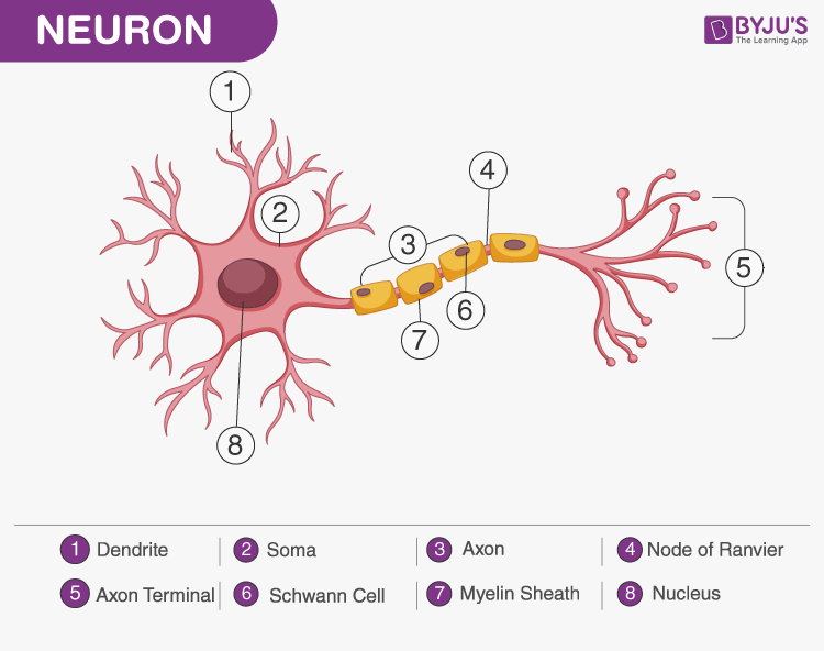 Diagram Of The Neuron And Functions A Diagram Of A Neuron An