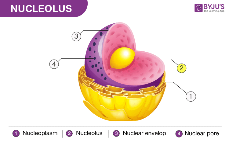 Nucleolus Function Difference Between Nucleus Nucleolus