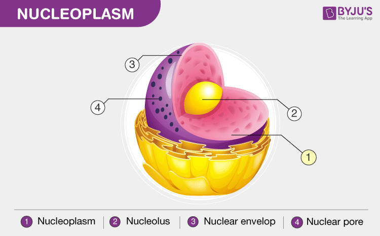 Nucleoplasm - Difference Between Cytoplasm And Nucleoplasm