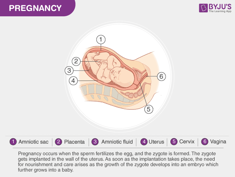 Human Pregnancy Parturition Lactation And Gestation Period