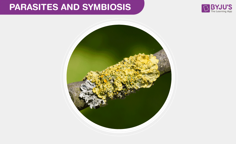 Parasites And Symbiosis - Definition, Types, Examples