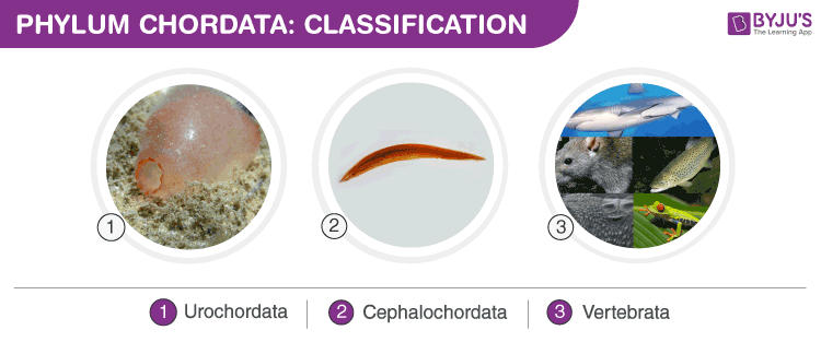 phylum chordata examples of organisms