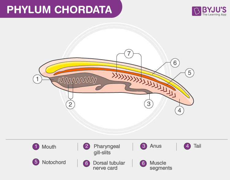 Chordata Taxonomy Chart