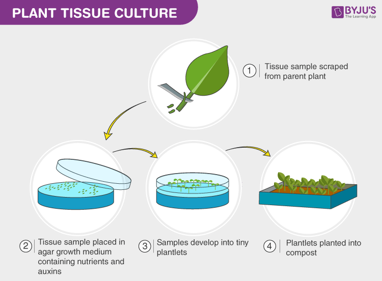 Plant Tissue Culture Flow Chart