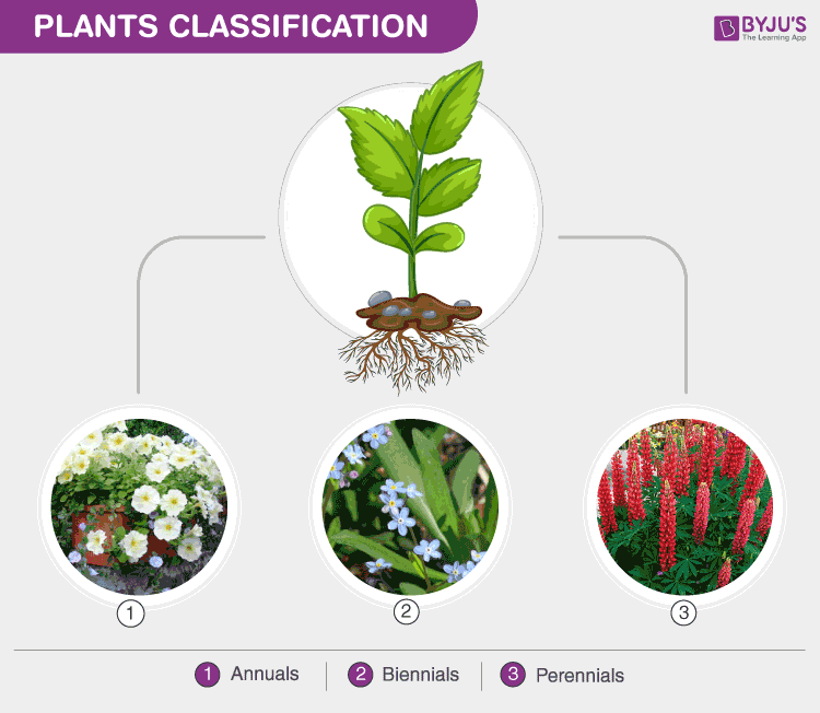 plant classification chart