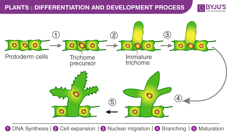 What Is Differentiation In Biology Class 9