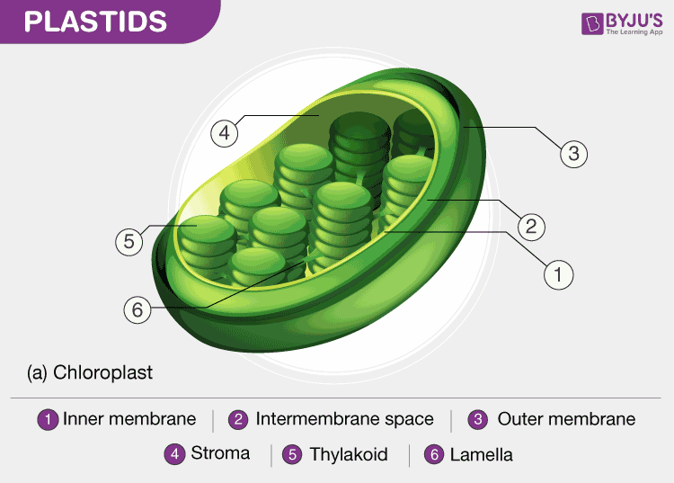 Plastids Different Types Of Plastids And Their Functions In Plants Cell