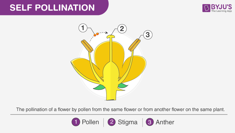 pollination process of a flower