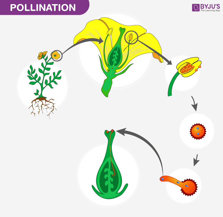 pollination process of a flower