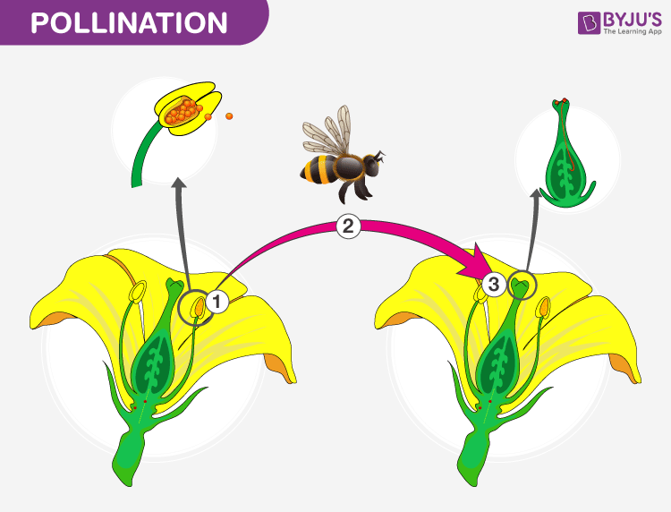 Pollen Transfer Pollination Types Self and Cross Pollination Pollinating Agents