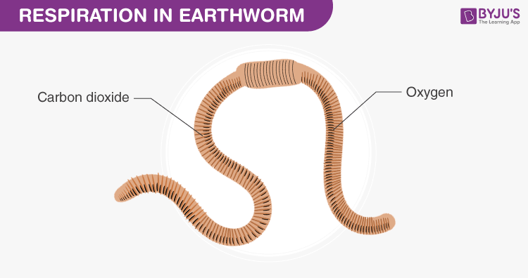 Respiration - Earthworm