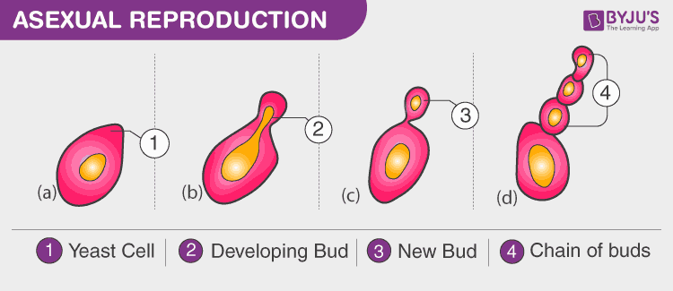 Modes of Reproduction Asexual and Sexual Reproduction Byju s