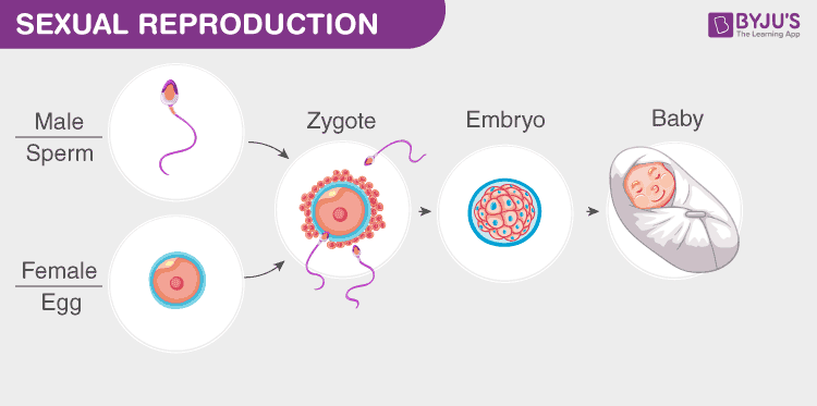 Modes Of Reproduction Asexual And Sexual Reproduction Byjus