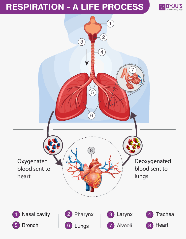 Physiology And Maintenance Of Respiration SQVP