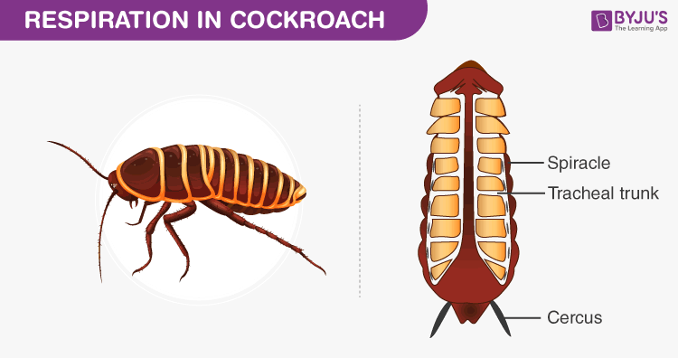 [SOLVED] Cockroach possess a network of respiratory tubes called - Self