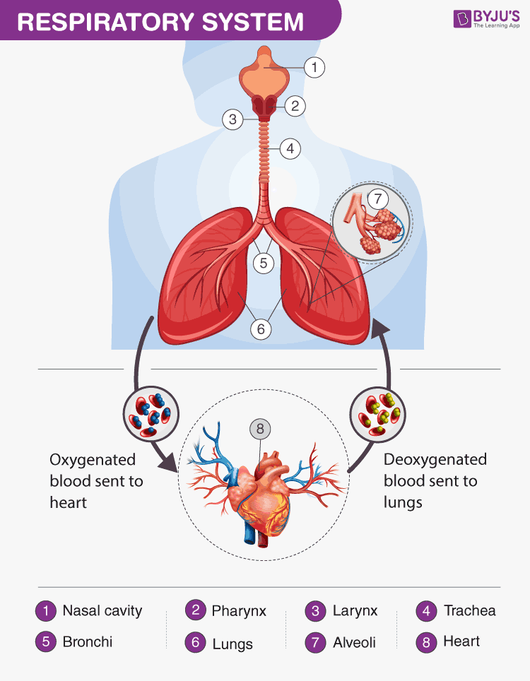 case study 5 the respiratory system