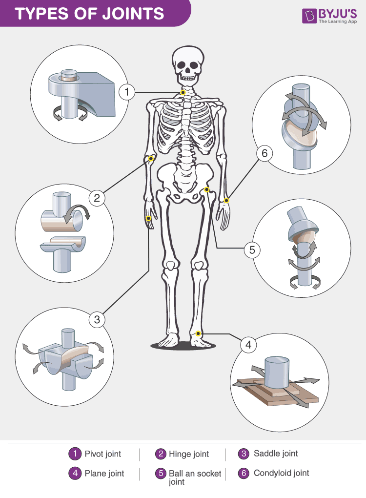 Types Of Joints Classification Of Joints In The Human Body