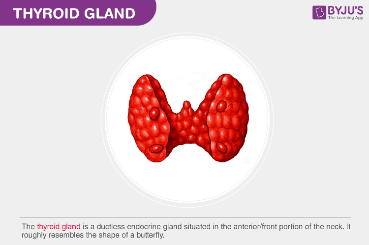 Thyroid Gland Anatomy