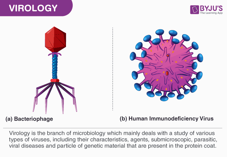 Characteristics about Viruses