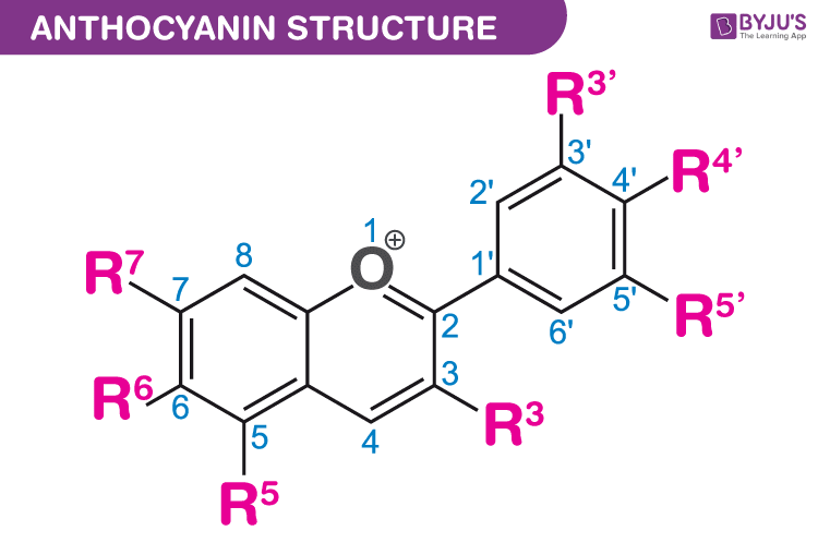 Basic structure of Anthocyanin