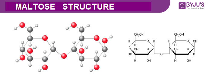 Maltose Structure