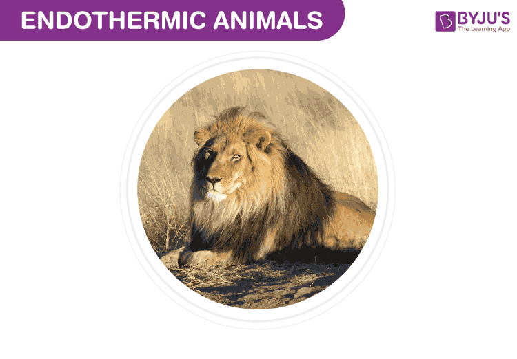 Endothermic animals