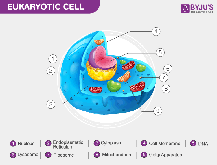 Eukaryotic Cells Definition, Characteristics, Structure, & Examples