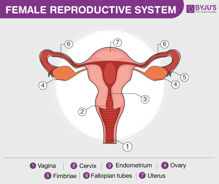 Human Reproductive System - Male and Female Reproductive Organs