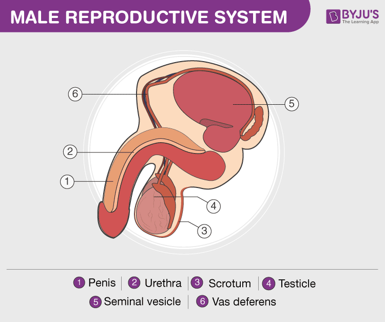 Male Reproductive System Quiz