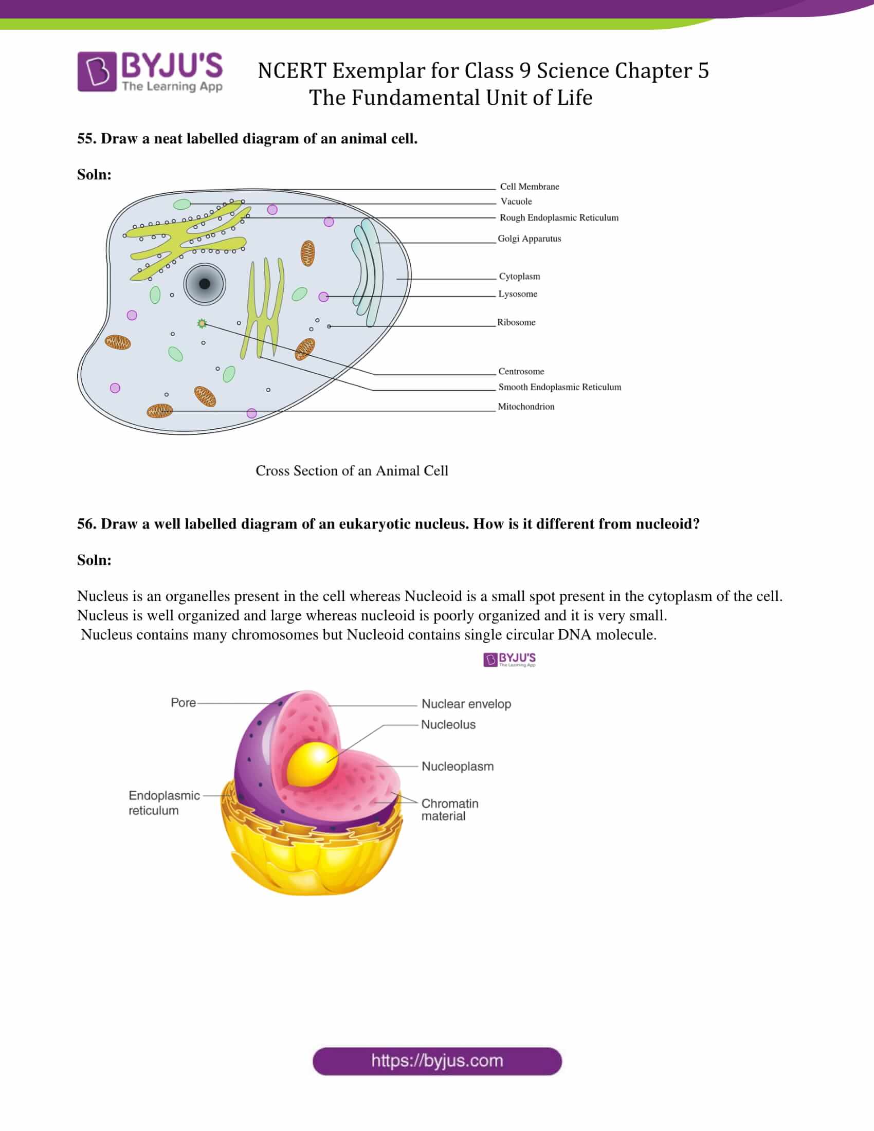 NCERT Exemplar solution class 9 Chapter 5 16