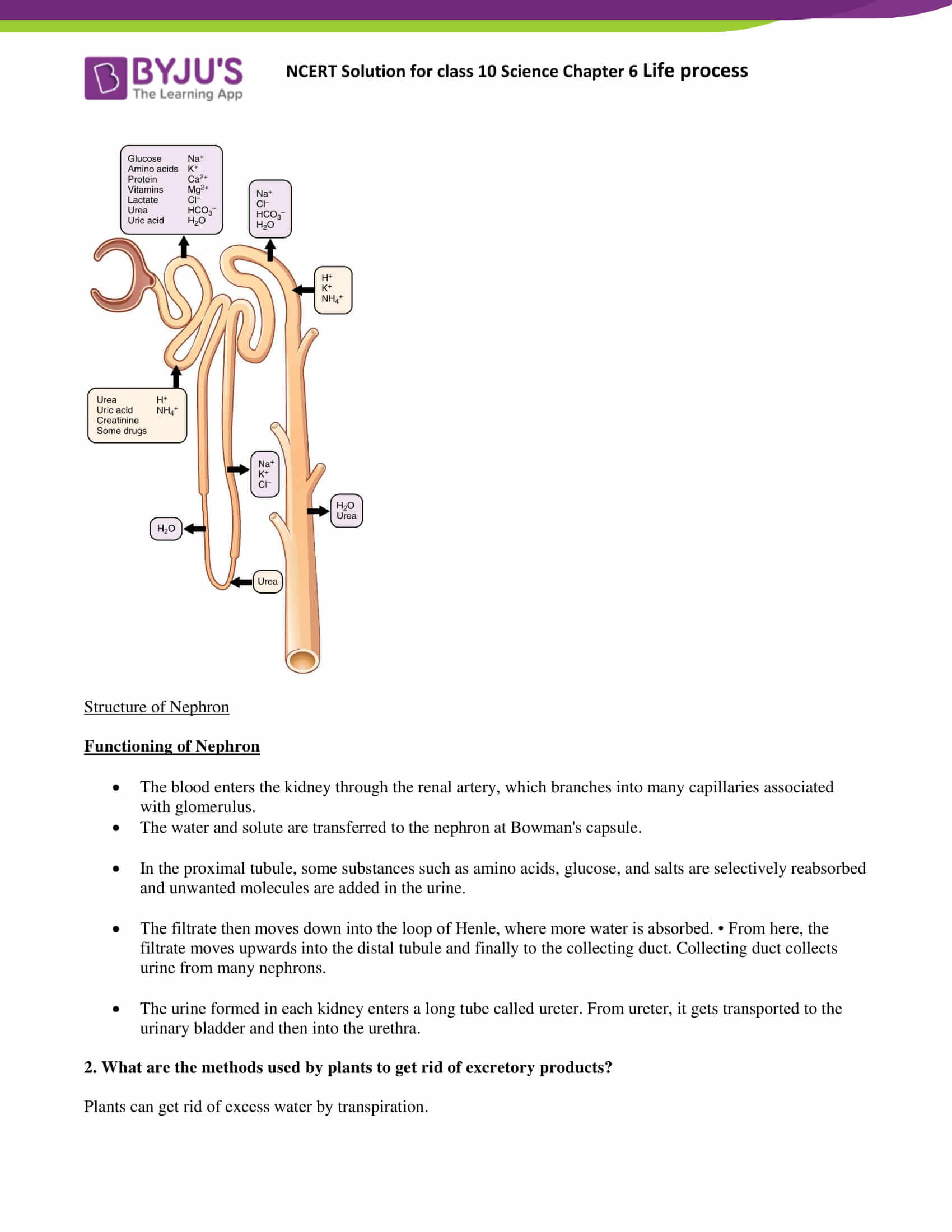 ncert-solutions-class-10-science-chapter-6-life-process-download-free