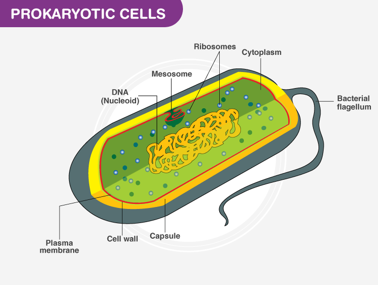 archaeal cell diagram