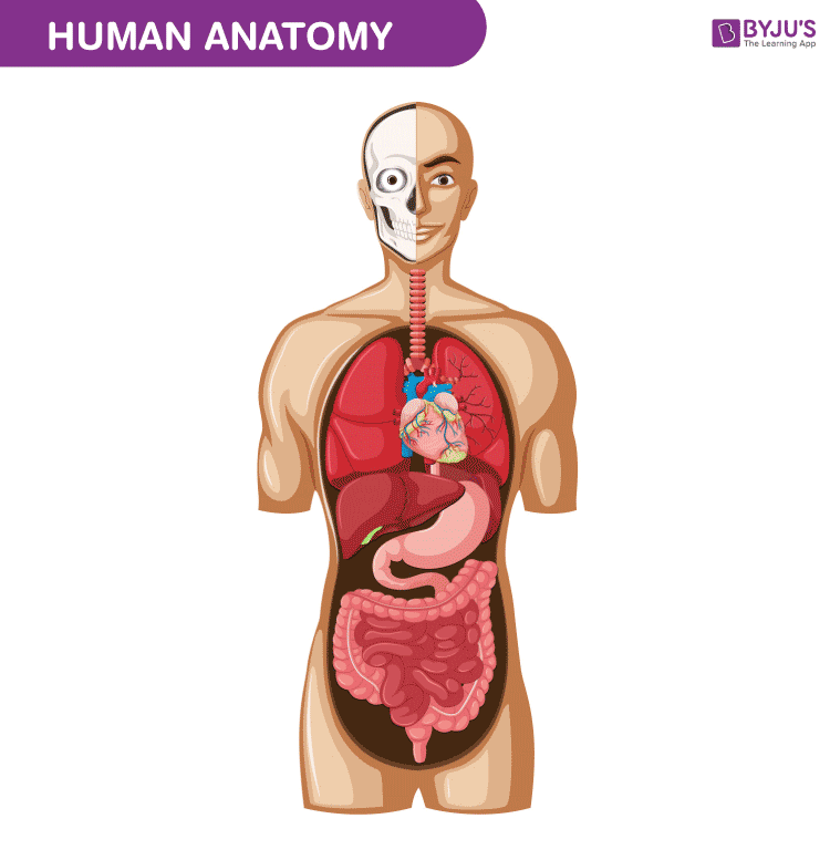 Human Body Anatomy And Physiology Of Human Body