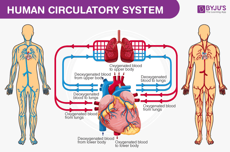 the story of the human body google pdf download