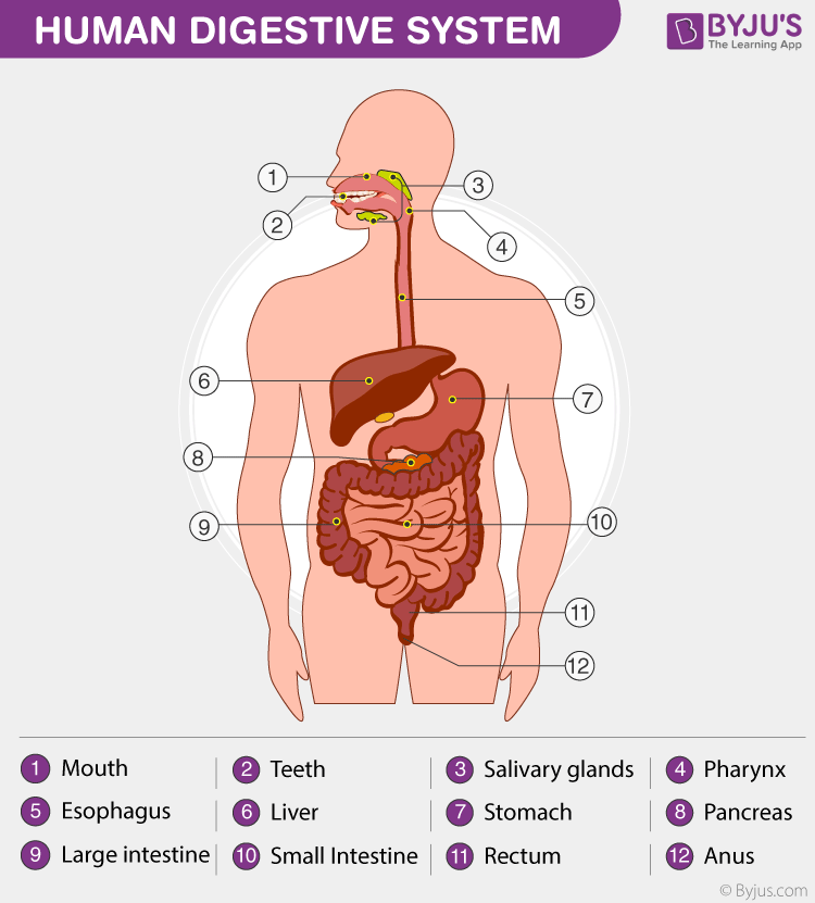 Sơ đồ hệ thống tiêu hóa của con người