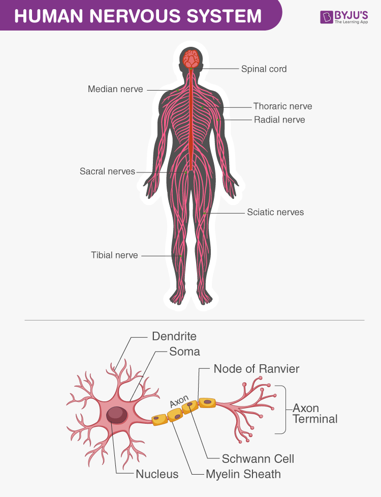 Human Nervous System Diagram