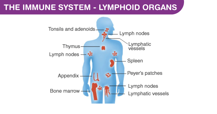 The Immune System - Lymphoid Organs