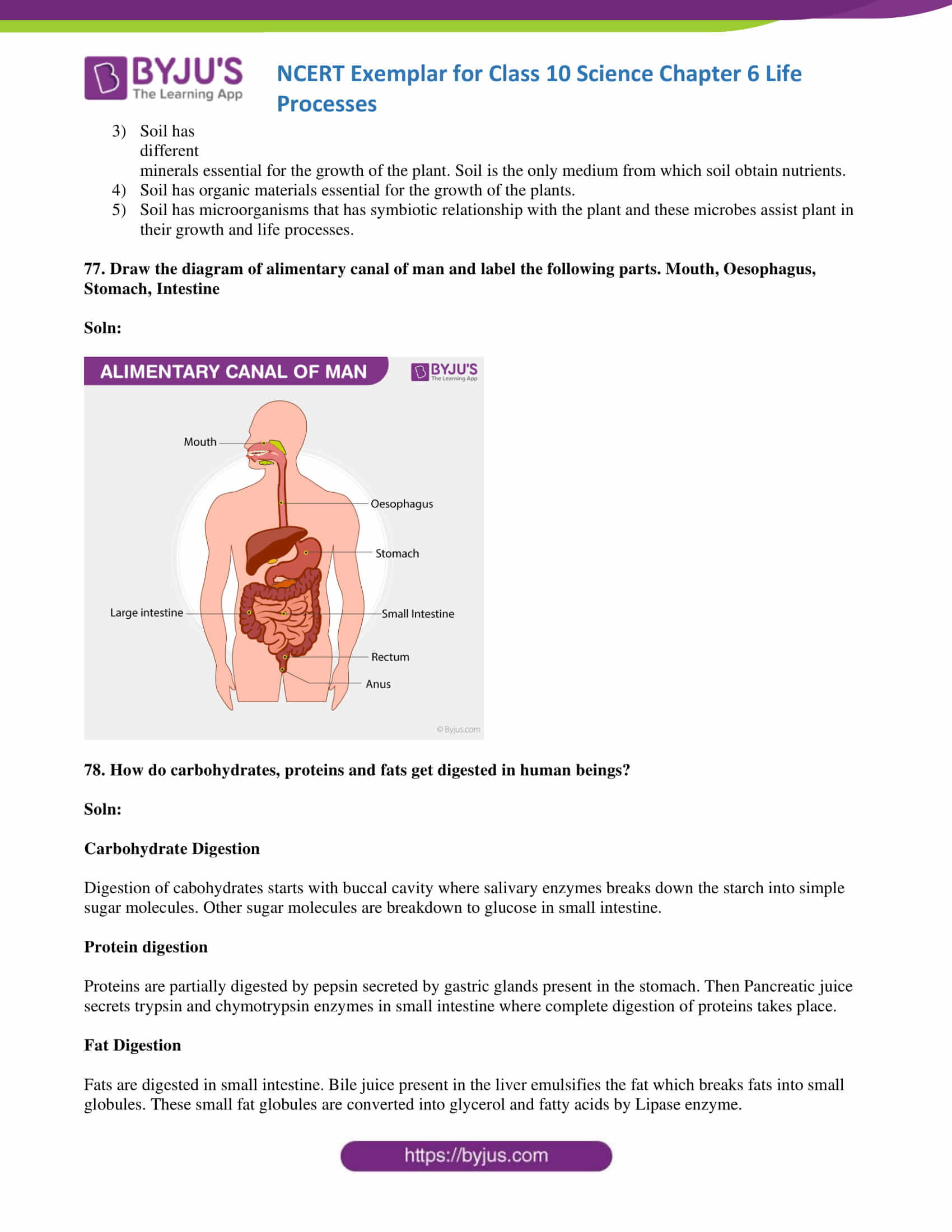 NCERT Exemplar solution class 10 Science Chapter 6 part 24