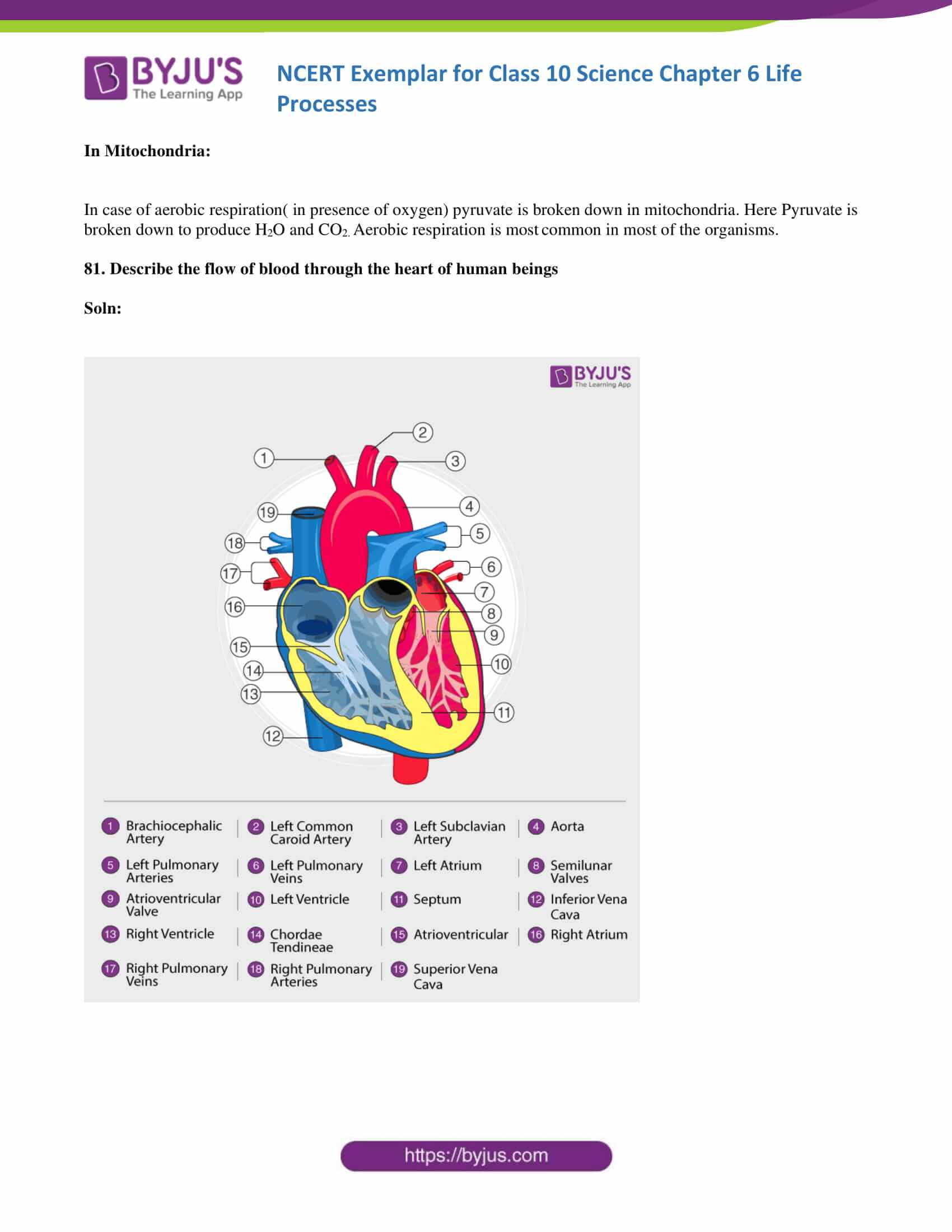 ncert exemplar class 10 science solutions chapter 6