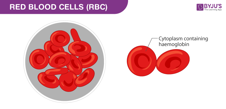 3 elements of blood