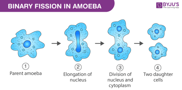 binary fission example