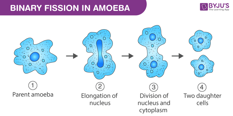 example of binary fission