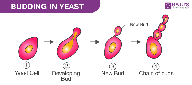 Observation of budding in yeast from prepared slides