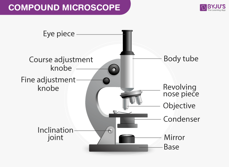 Compound Microscope: Parts of Compound Microscope