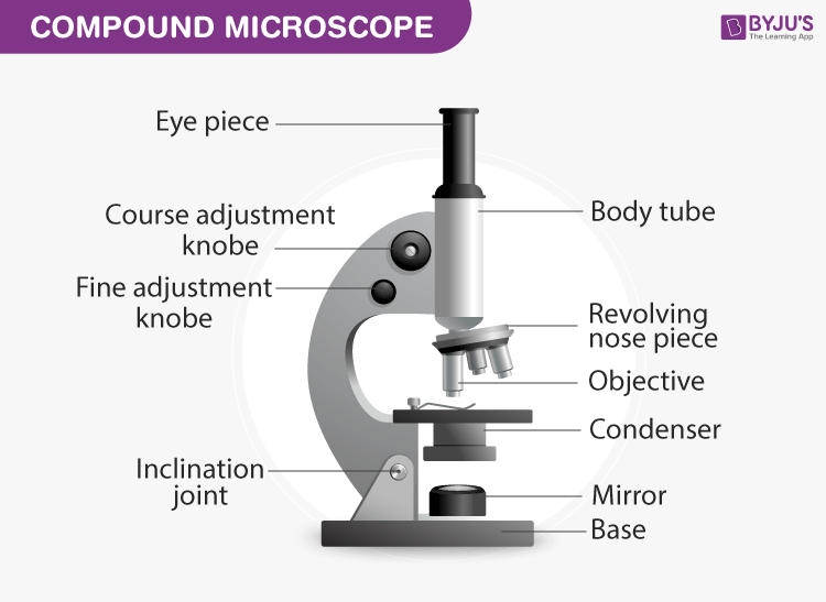 Parts Of A Microscope Worksheet For Kids