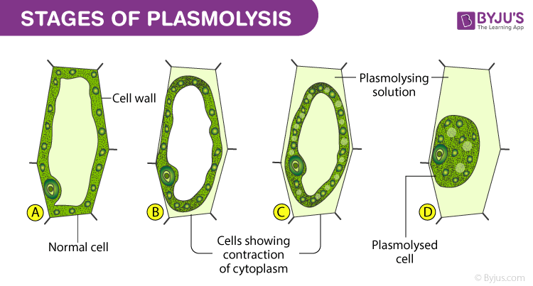 Stages of Plasmolysis