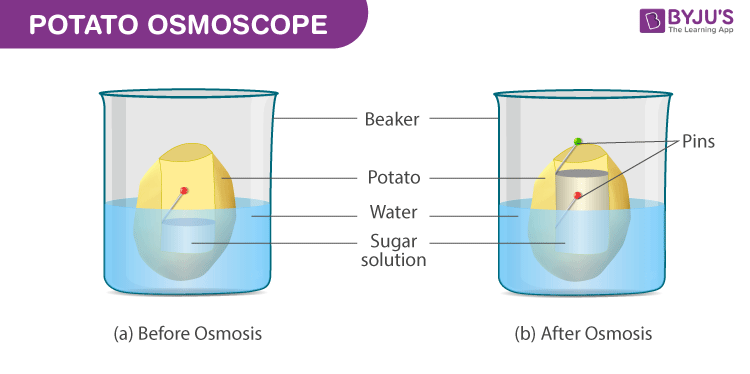 potato osmosis experiment with sucrose