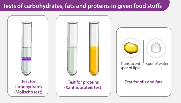 What Is The Food Test For Lipids Infoupdate