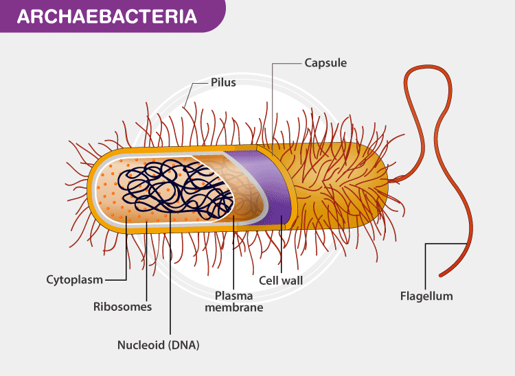 eubacteria and archaebacteria